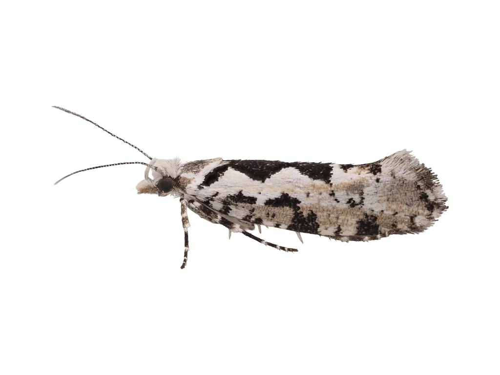 Ypsolopha sequella - photo 2