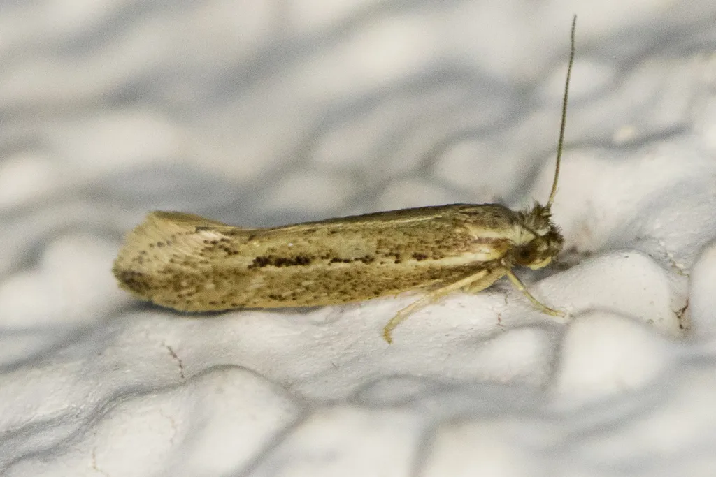 Ypsolopha sp-SW - Hodges#2400.98 - photo 3