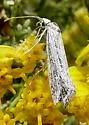 Ypsolopha striatella - Hodges#2394
