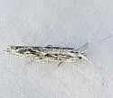 Ypsolopha striatella - Hodges#2394 - photo 4
