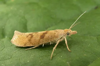 Ypsolopha sylvella