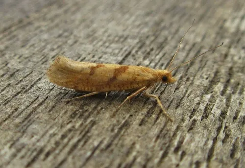 Ypsolopha sylvella - photo 2