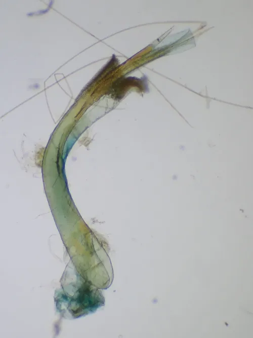 Ypsolopha sylvella - photo 3