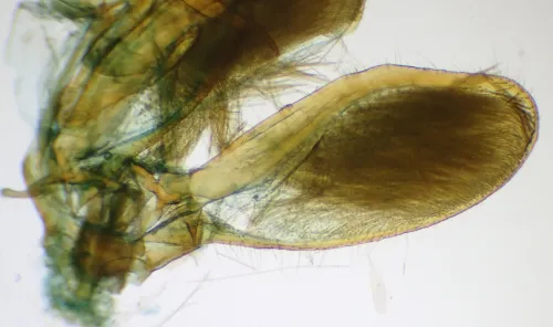 Ypsolopha sylvella - photo 4
