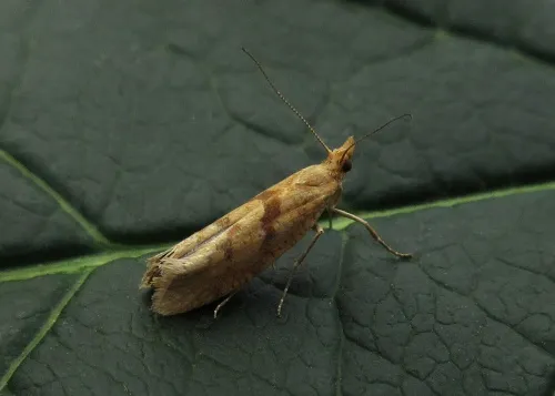Ypsolopha sylvella - photo 6