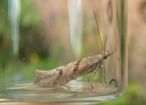 Ypsolopha sylvella - photo 7