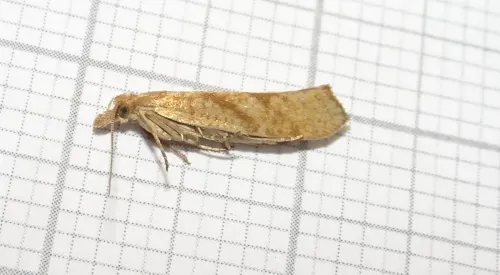Ypsolopha sylvella - photo 8