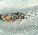 Ypsolopha undulatella - Hodges#2396 - photo 2