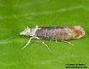 Ypsolopha undulatella - Hodges#2396 - photo 4
