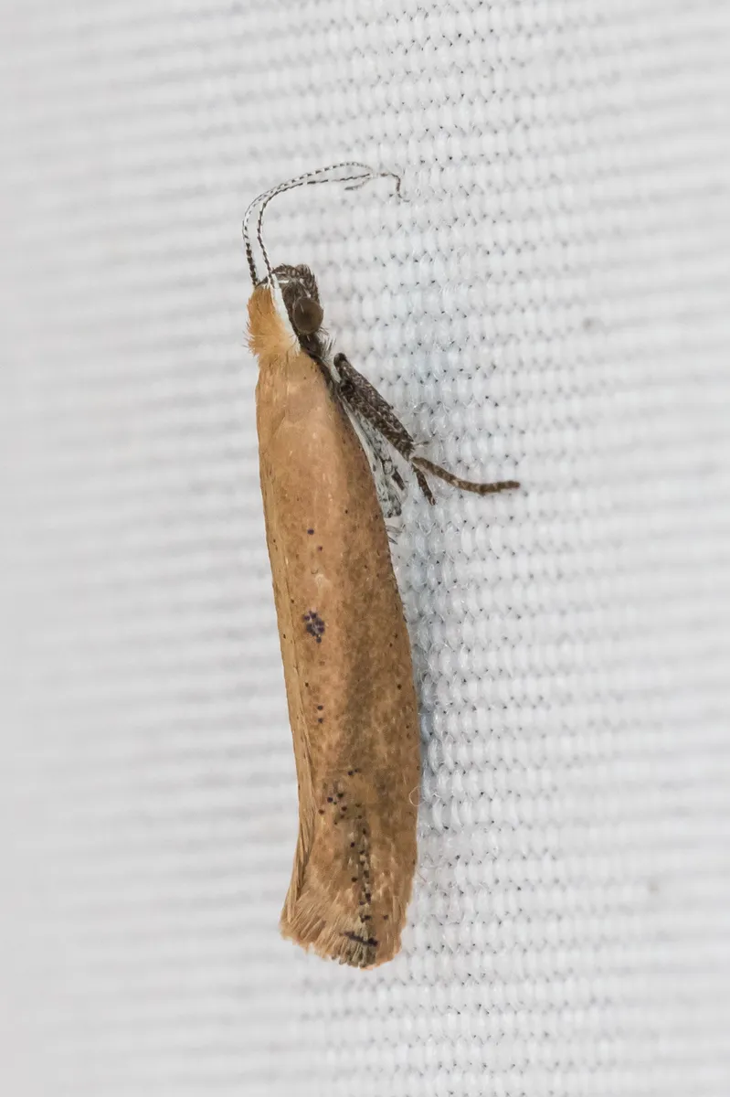 Ypsolopha unicipunctella - Hodges#2397 - photo 2