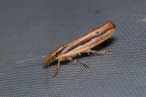Ypsolopha ustella - Ypsolopha ustella