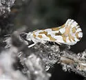 Ypsolopha vintrella - Hodges#2399