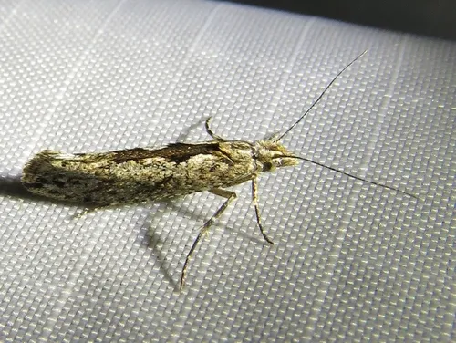 Ypsolopha vittella - Ypsolopha vittella