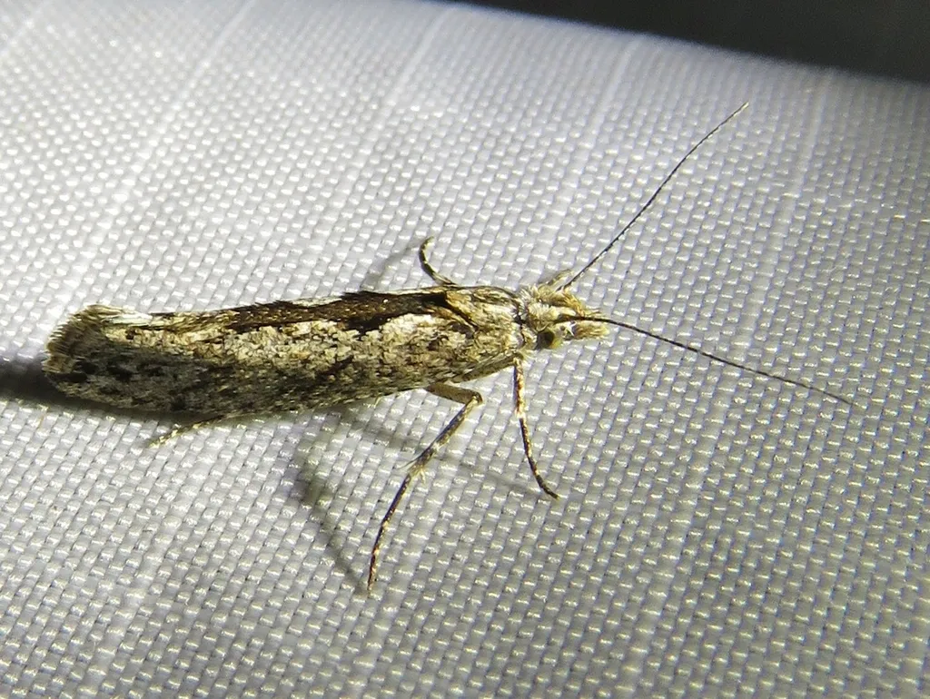 Ypsolopha vittella - photo 2