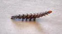 Ypsolopha walsinghamiella - Hodges#2400