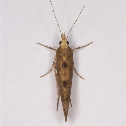 Ypsolophidae - photo 2
