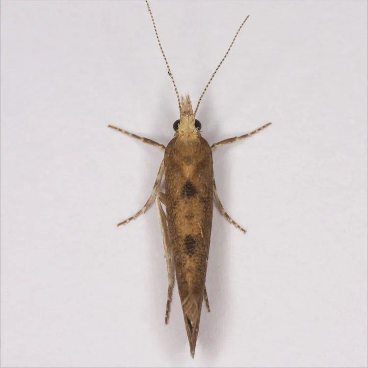 Ypsolophidae - photo 3