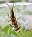 Yugus verticalis
