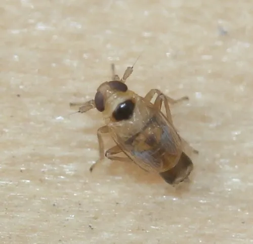 Yukonodelphax bifurca