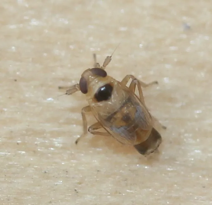 Yukonodelphax bifurca - photo 2