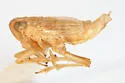 Yukonodelphax stramineosa