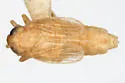 Yukonodelphax stramineosa - photo 2