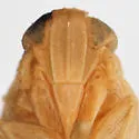 Yukonodelphax stramineosa - photo 3