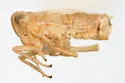 Yukonodelphax stramineosa - photo 4