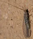 Apache Lacewing - Yumachrysa apache