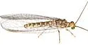 Apache Lacewing - photo 2