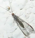 Apache Lacewing - photo 3