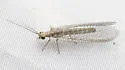 Apache Lacewing - photo 5