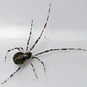 Yunohamella lyrica