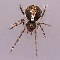 Yunohamella lyrica - photo 2