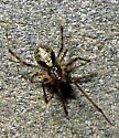 Yunohamella lyrica - photo 3