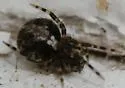 Yunohamella lyrica - photo 4