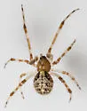 Yunohamella lyrica - photo 5