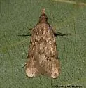Zaboba mitchelli - Hodges#5544 - photo 2