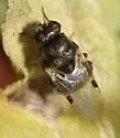 Zabrachia magnicornis - photo 2