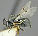 Zabrachia magnicornis - photo 3