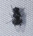Zabrachia magnicornis - photo 5