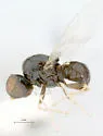 Zabrachia polita