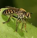Zabrops flavipilis