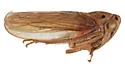 Zabrosa sexpunctata