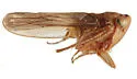 Zabrosa sexpunctata - photo 3