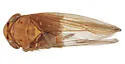 Zabrosa sexpunctata - photo 4