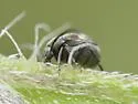 Zabrotes arenarius
