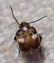 Zabrotes chandleri