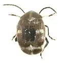 Zabrotes spectabilis