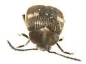 Zabrotes spectabilis - photo 3